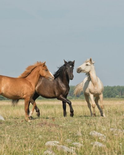 Tout le nécessaire pour vos animaux