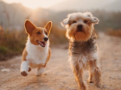 Aliments et accessoires pour vos chiens, chats, oiseaux...