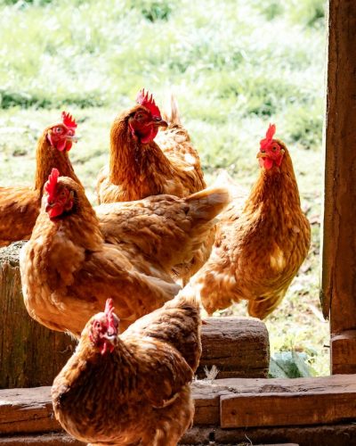 Aliments pour animaux à Poulseur